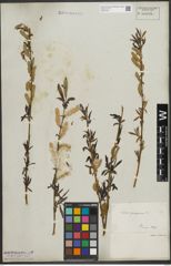 Foto von Salix purpurea L.